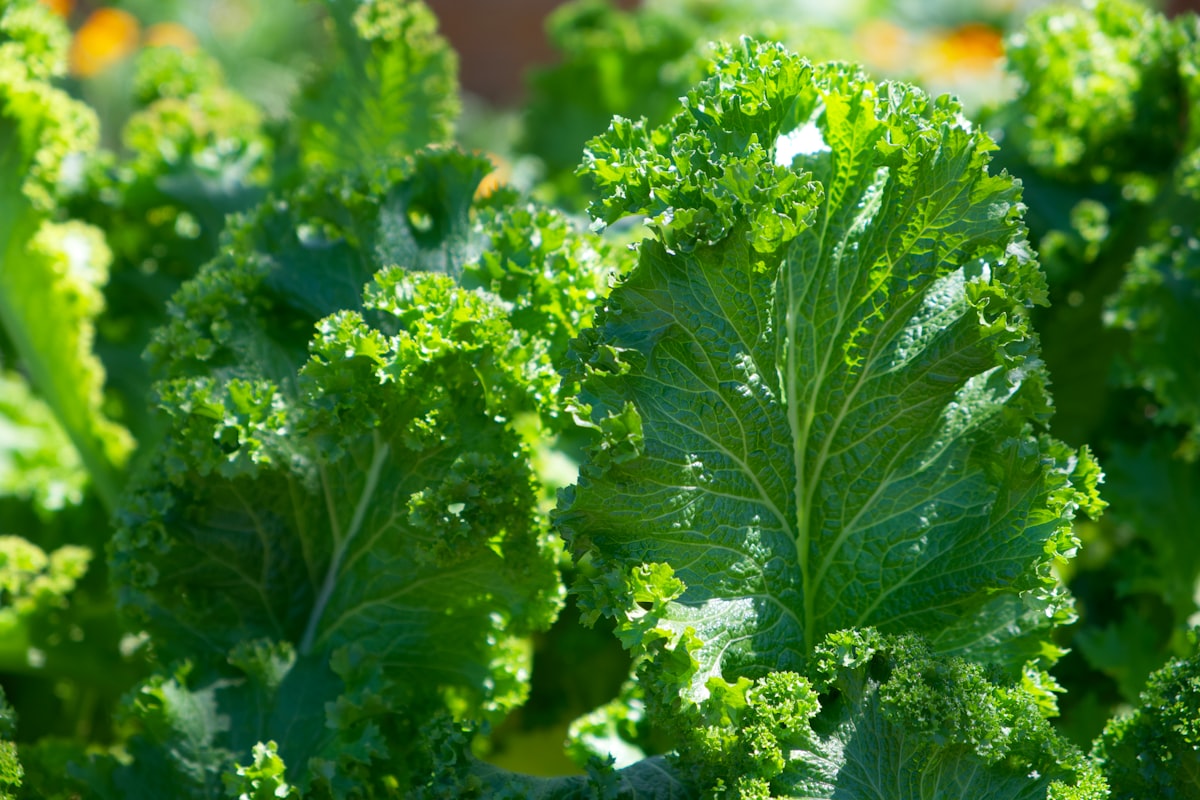 Estrategias de nutrición para la hinchazón